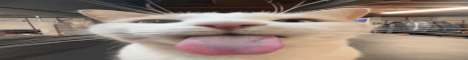 Absolute Network banner