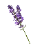 LavenderMC